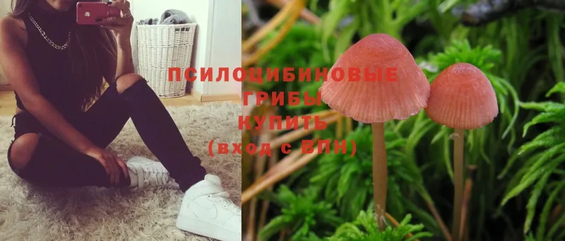 Псилоцибиновые грибы Psilocybine cubensis  Белозерск 